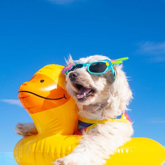 7 Ways To Keeping Your Dog Happy and Healthy in Summer