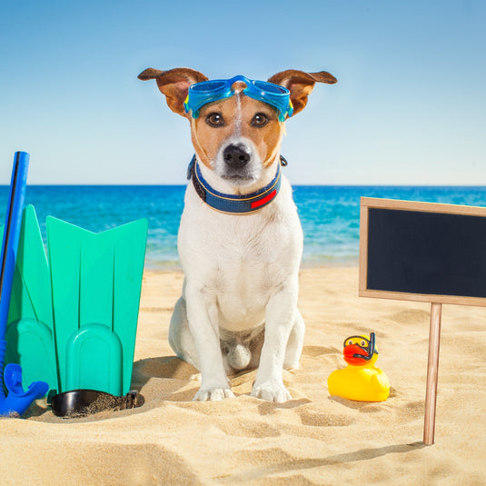 A Perfect Day at the Beach with Your Dog: Tips for a Fun & Safe Adventure 🏖🐶