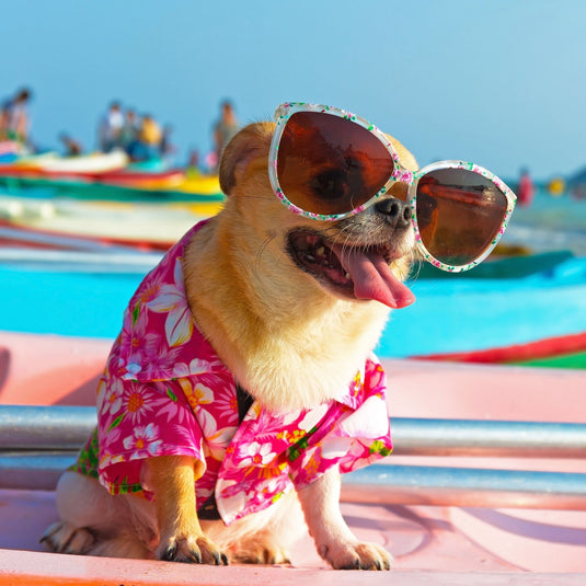 Choosing the Best Shirts & Accessories for Your Dog in Summer ☀️🐶