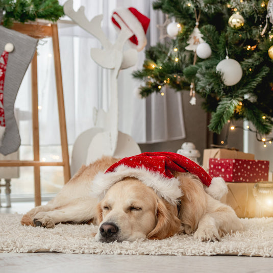 How To Create a Cozy Christmas Corner for Your Dog