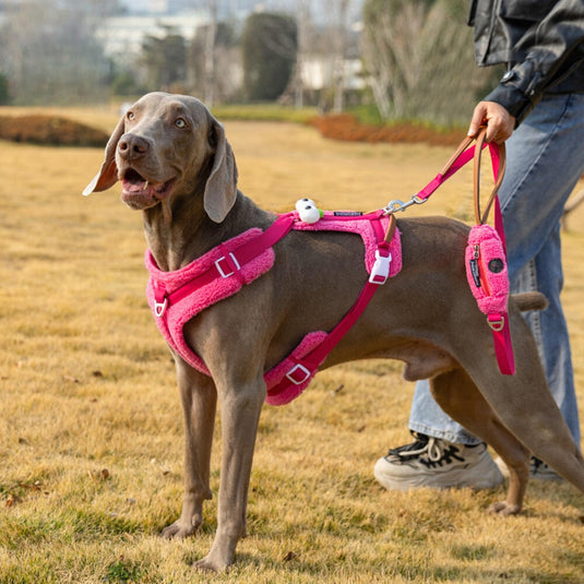 Cute Harness and Leash for Large Dog