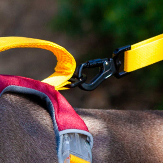 Modern Harness and Leash For Large Dog