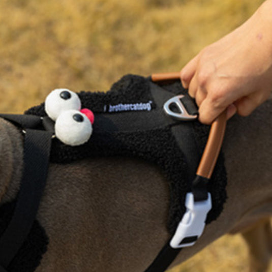 Cute Harness and Leash for Large Dog