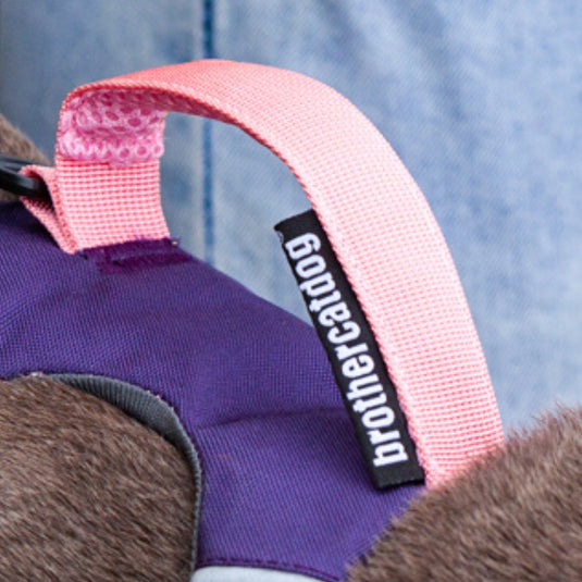 Modern Harness and Leash For Large Dog