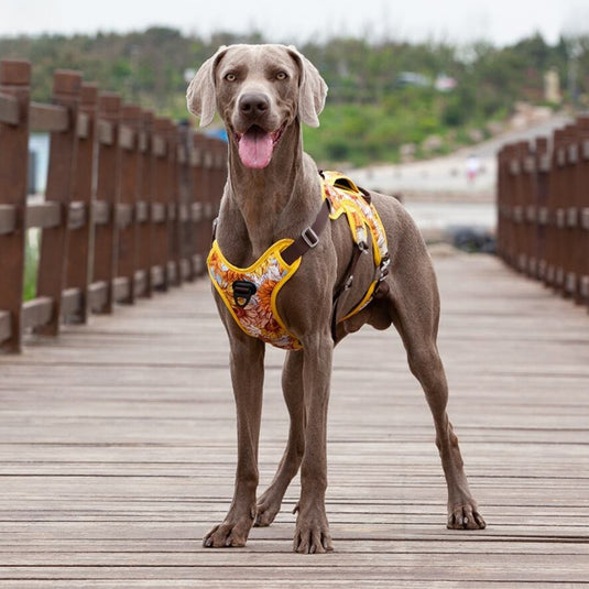 Sunflower Harness for Large Dog