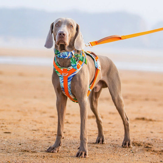 Orange Large Dog Harness and Leash