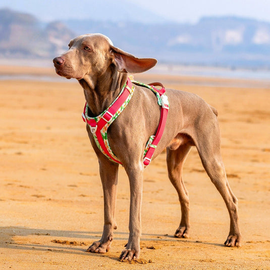 Pink Large Dog Harness and Leash