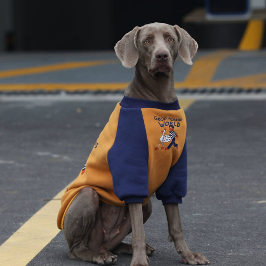 Good Morning World Sweatshirt For Large Dog