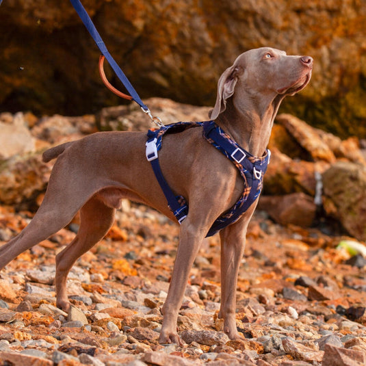 Navy Large Dog Harness and Leash