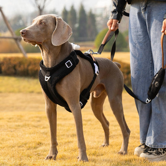 Cute Harness and Leash for Large Dog