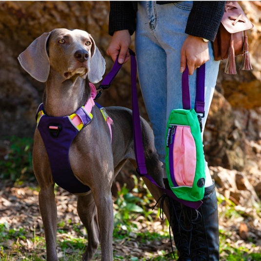 Modern Harness and Leash For Large Dog