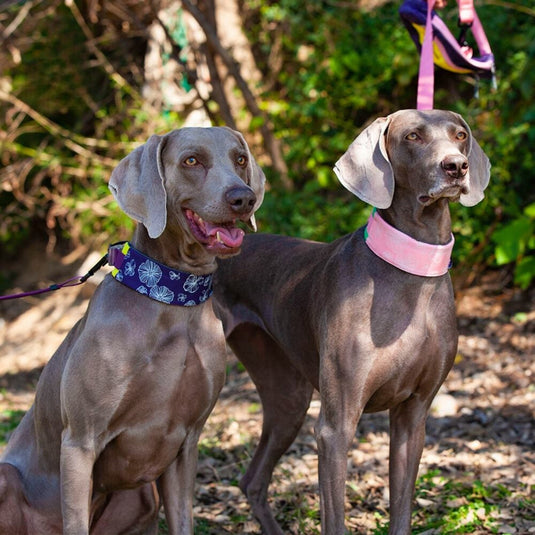 Flower Collar and Leash for Large Dog