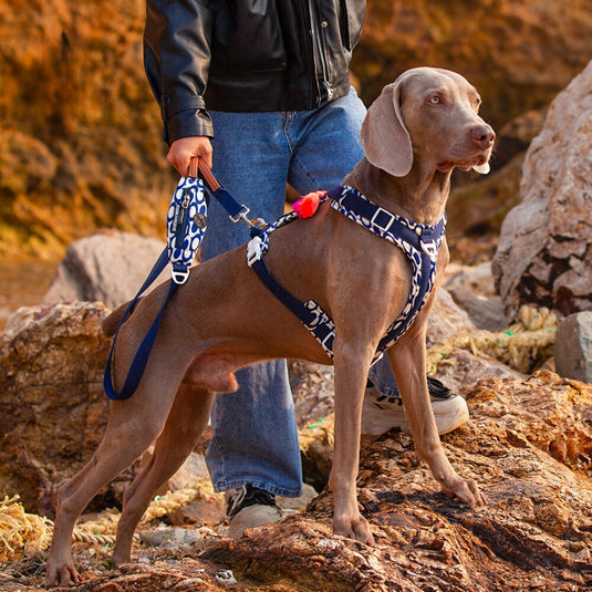 Blue Large Dog Harness and Leash