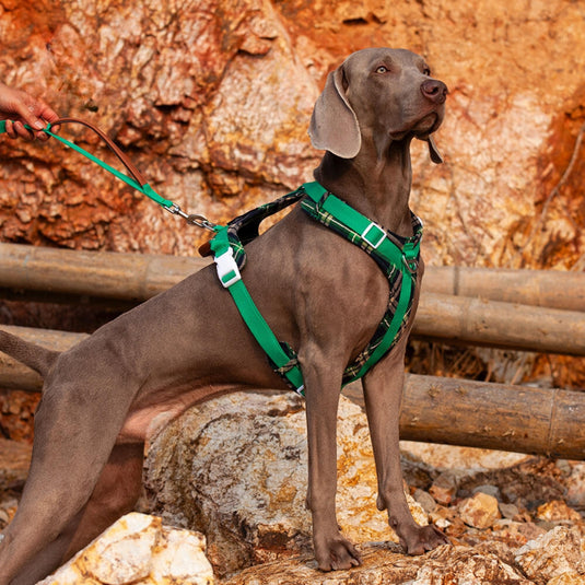 Green Large Dog Harness and Leash