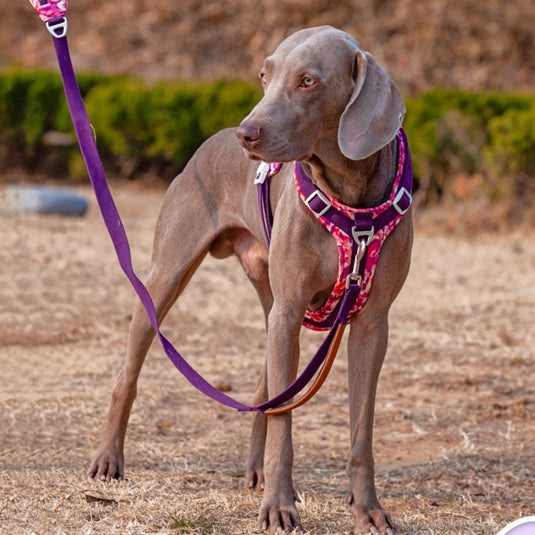 Purple Large Dog Harness and Leash