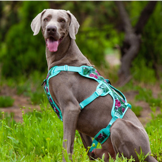 Pomegranate Harness for Large Dog