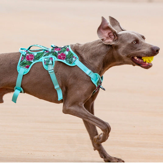 Pomegranate Harness for Large Dog