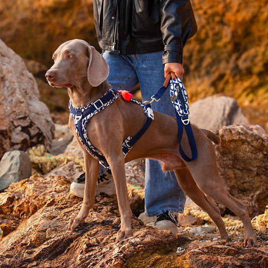 Blue Large Dog Harness and Leash