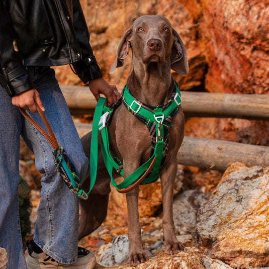 Green Large Dog Harness and Leash