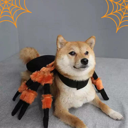 Halloween Spider Costume for Pets