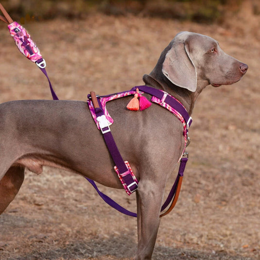 Purple Large Dog Harness and Leash