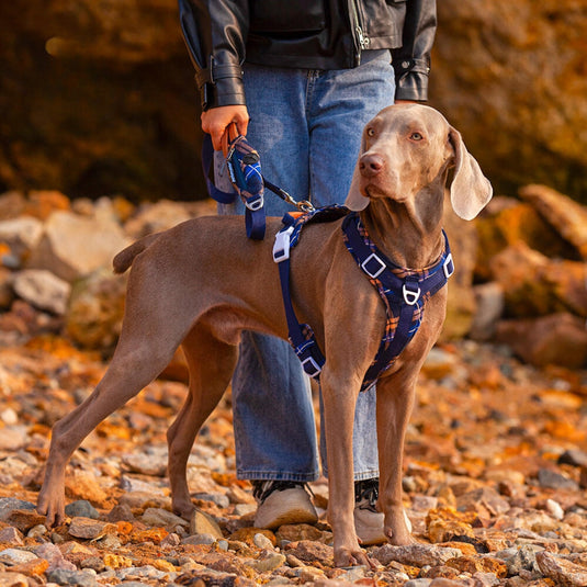 Navy Large Dog Harness and Leash