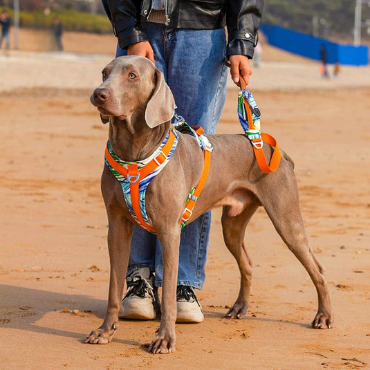 Orange Large Dog Harness and Leash