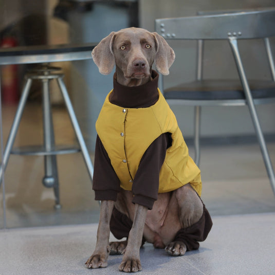 Nice Day Sweater and Yellow Vest For Large Dog