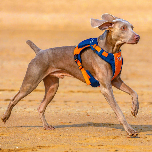 Bag Harness For Large Dog