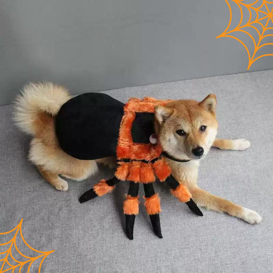 Halloween Spider Costume for Pets