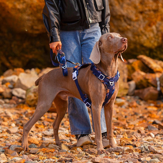 Navy Large Dog Harness and Leash