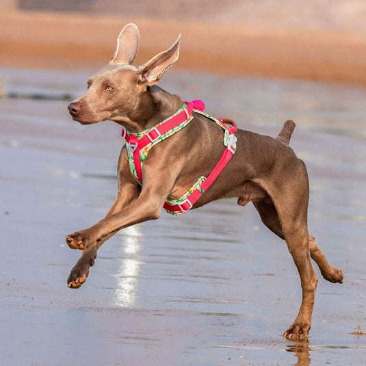 Pink Large Dog Harness and Leash