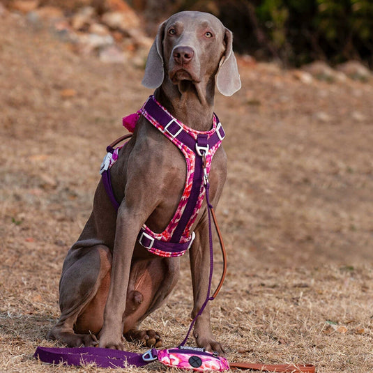 Purple Large Dog Harness and Leash