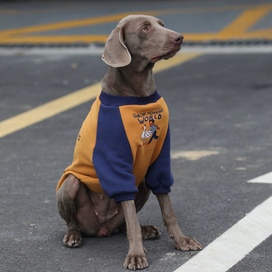 Good Morning World Sweatshirt For Large Dog