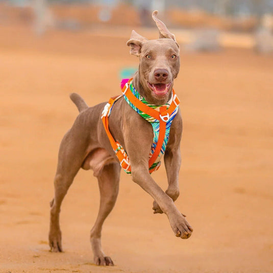 Orange Large Dog Harness and Leash