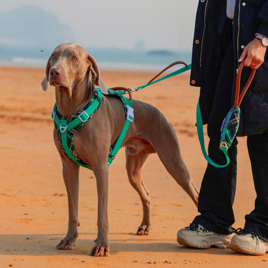 Green Large Dog Harness and Leash