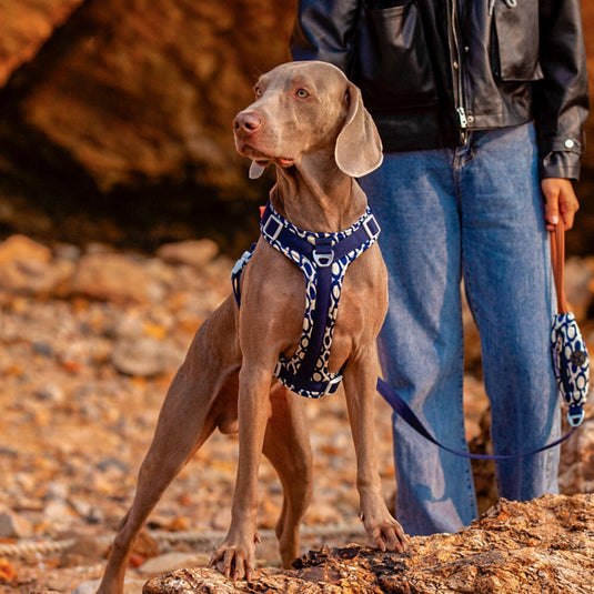 Blue Large Dog Harness and Leash