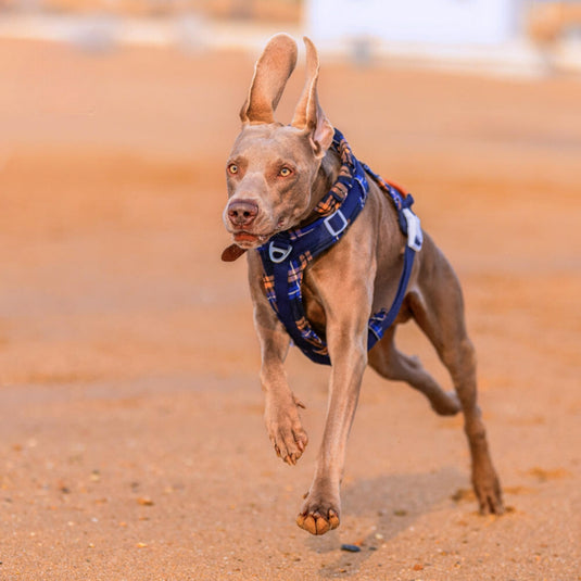 Navy Large Dog Harness and Leash