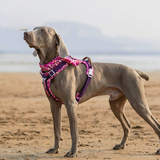 Purple Large Dog Harness and Leash