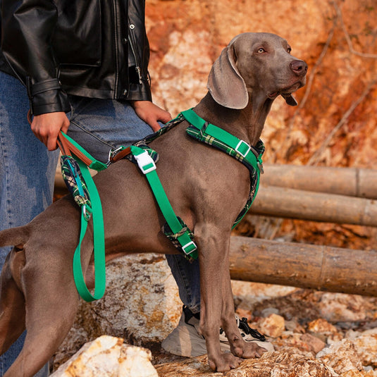 Green Large Dog Harness and Leash