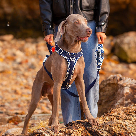 Blue Large Dog Harness and Leash