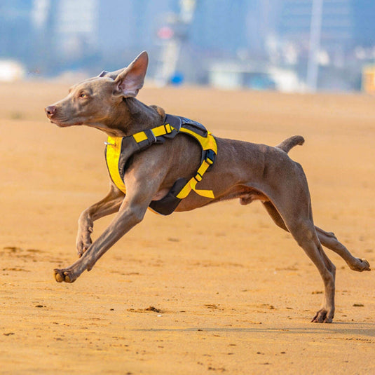 Bag Harness For Large Dog