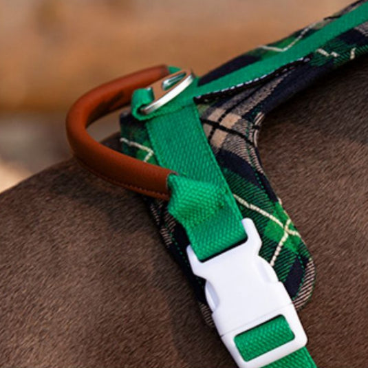 Green Large Dog Harness and Leash