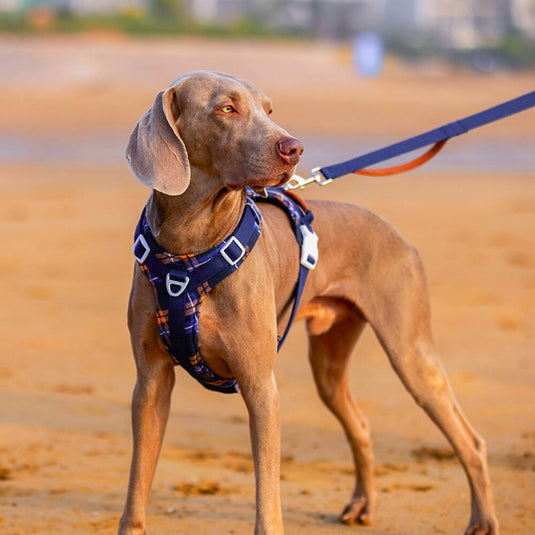 Navy Large Dog Harness and Leash