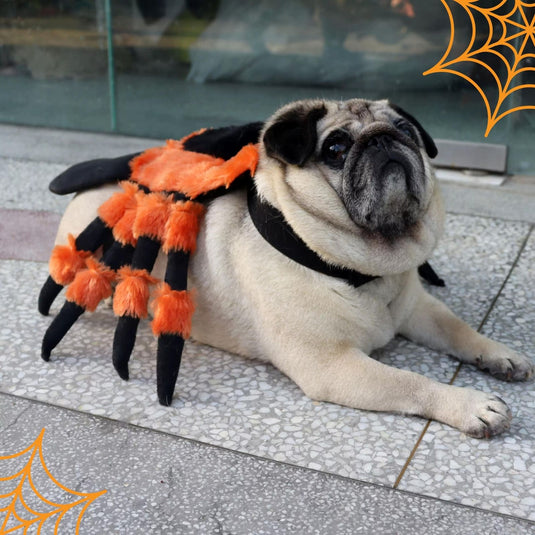 Halloween Spider Costume for Pets