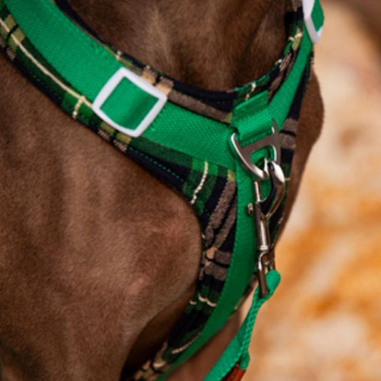 Green Large Dog Harness and Leash