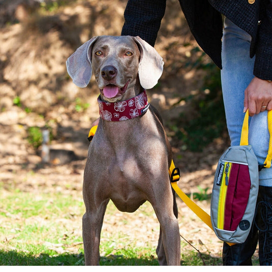 Flower Collar and Leash for Large Dog