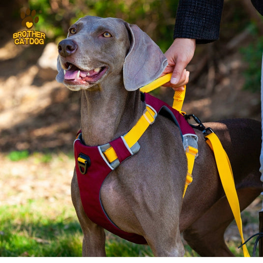 Modern Harness and Leash For Large Dog