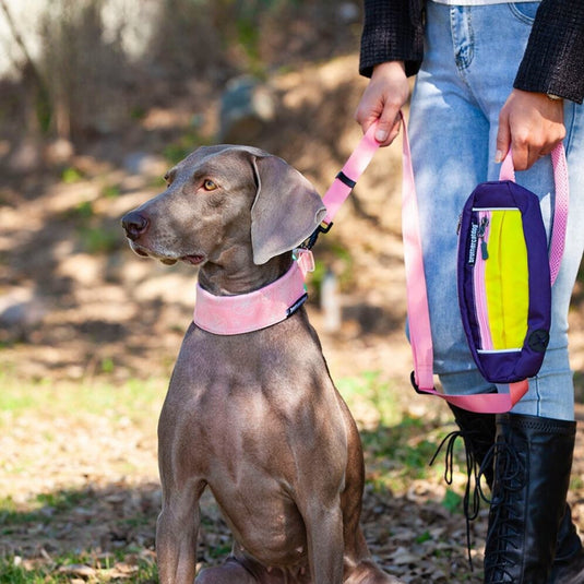 Flower Collar and Leash for Large Dog