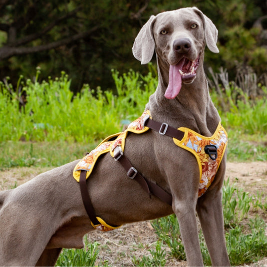 Sunflower Harness for Large Dog